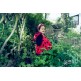 Baby Cape - Laya Ladybird - 2 years, 92 cm